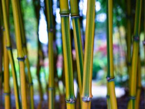 Is Bamboo Leather Good?